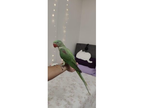 İskender papağanı 5 aylık wpden ulaşın