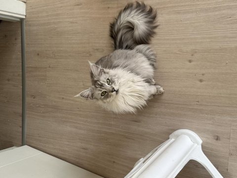Yetişkin 2 adet dişi ns25 ve blue maine coon