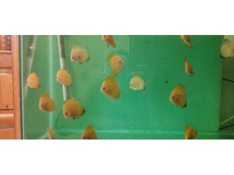 Yavru diskus balıklar (5-6 cm)