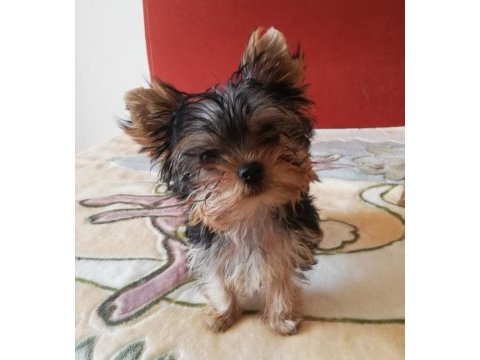 Orjinal 2 erkek yorkshire terrier