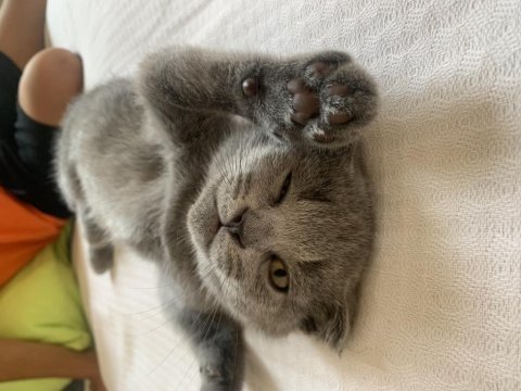 Çok sağlıklı scottish fold yavrum