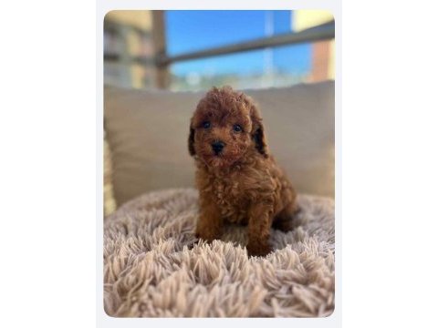 Dişi ve erkek toy poodle yavru