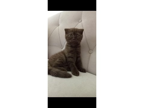 Scottish fold nadir renk