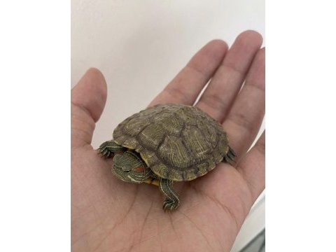 Su kaplumbağası kırmızı yanaklı