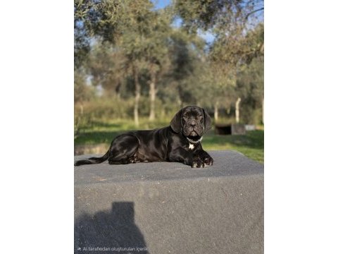 Irk garantili a şecere belgeli cane corso