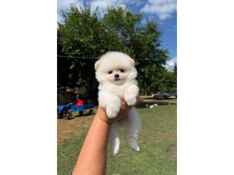 Pomeranian kar beyaz dişi