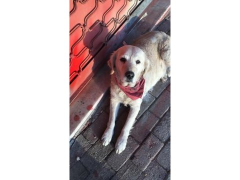 Şila yeni yuvasını arıyor golden retriever
