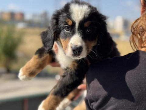 Petmode köpek çiftliğinde ziyarete açık bernese 