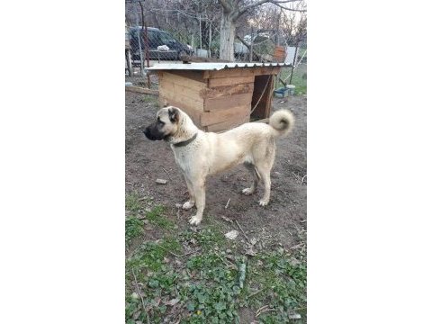 Büyük ırk kangal