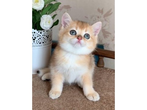 Sevimli golden british shorthair