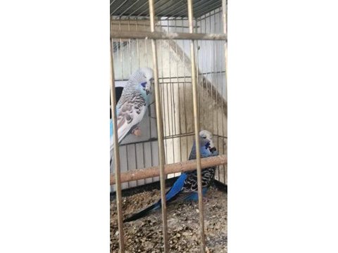 Muhabbet kuşu takımlarımı yaşında genç takımlar