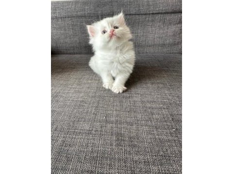 Beyaz kedimiz ömürlük ailesini arıyor