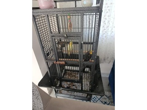 Kafesle beraber sultan papağanı verilecektir
