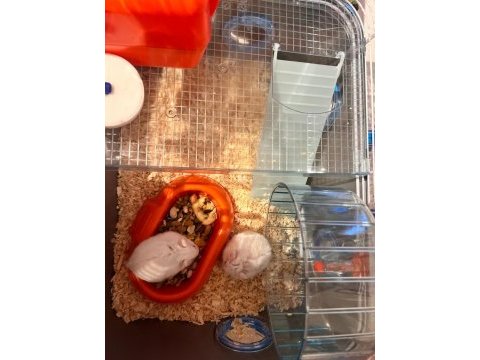 Speedy gonzales hamsterlar