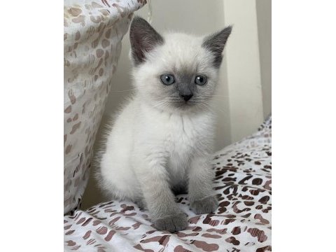 1 yaşında blue point british shorthair