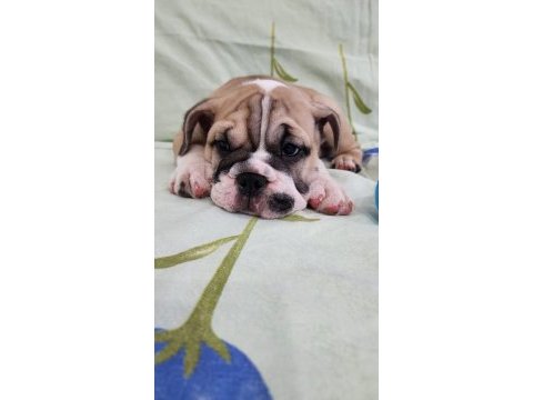 Süper kalite ingiliz bulldog yavrular