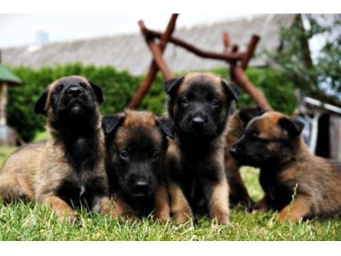 Mükemmel belçika malinois yavrular