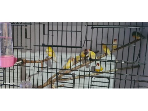 Mavi ve sarı goldian finch takımlar