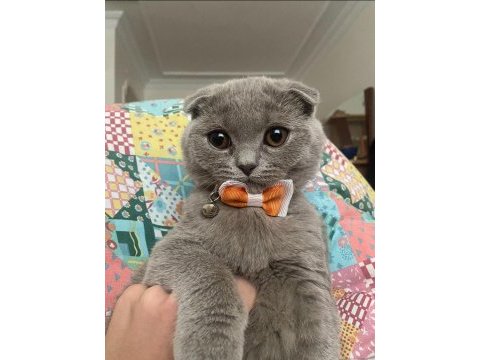 Tatlı surat scottish fold yavrular