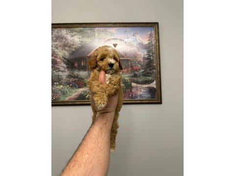 Ev üretimi mükemmel maltipoo yavrular