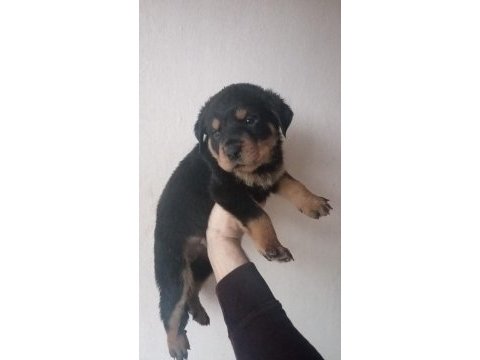 Rottweiler yavrularımız yeni ailelerini arıyor