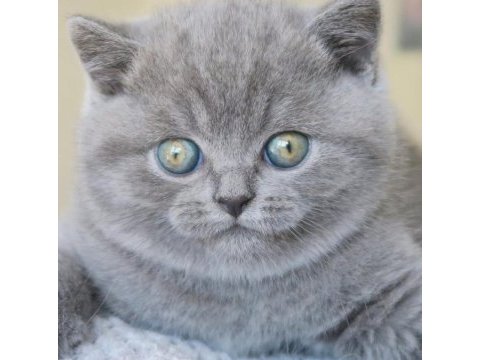 Top kafa gri british shorthair 