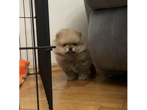 2 aylık orjinal pomeranian boo