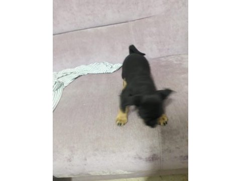 Pinscher 2 aylık yavru köpeğimiz