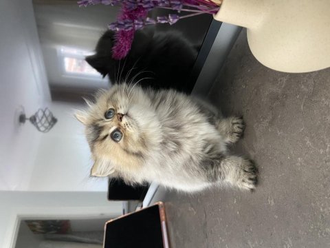 British shorthair cana yakın kedimiz