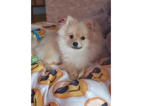 Pomeranian boo erkek çok uysal ve sevimli