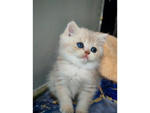 Safkan british shorthair erkek