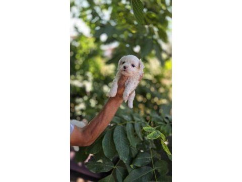 Kar topu bebek köpekler