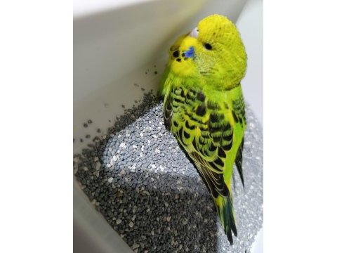 Jumbo muhabbet kuşu yavruları