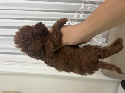 Teslime hazır poodle yavrular