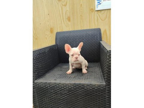 French bulldog yavrularımıza yuva arıyoruz