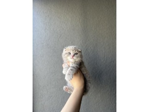 Evinizin neşesi scottish fold yavrularımız 