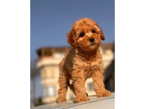 Red toy poodle yavrular