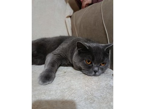 3 yaşında kısır british shorthair tokyo
