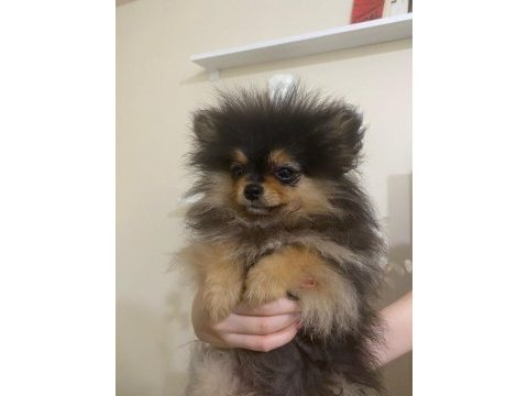 A kalite pomeranian yavru