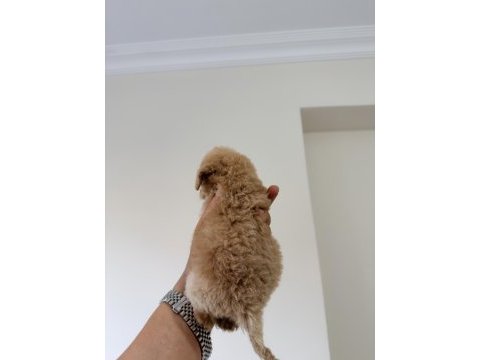 Mikro 0 numara poodle yavrumuz yeni yuvasına hazır