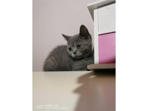 Dünya tatlısı scottish fold yavrular sahiplerini bekliyor