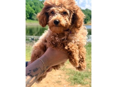 3 aylık tuvalet eğitimli red toy poodle