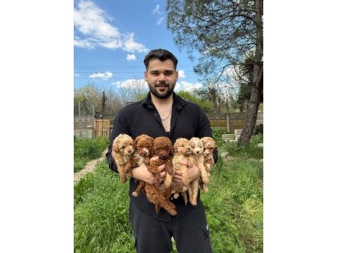Poodle yavrularımız yeni yuvasına hazır