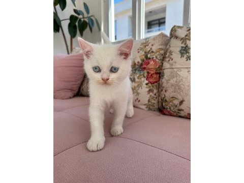 British shorthair kedimiz