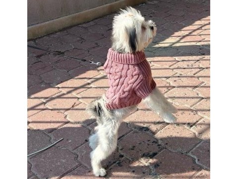 Evinizin maskotu olacak mükemmel dost köpeğimiz