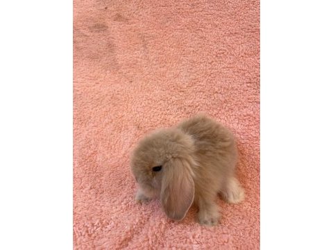 Hollanda teddy lop tavşanı