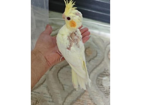 Yavru sultan papağanı