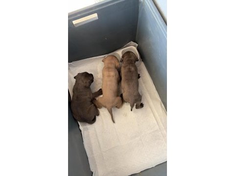 Dev koruyucu cane corso yavrular yeni ailelerini bekliyor