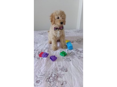 Toy poodle bebeklerimiz yeni yuvasını arıyor tekirdağ