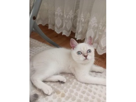Pamuk minnak oyuncu british shorthair